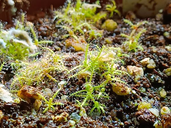 Drosera Serpens Jungpflanzen