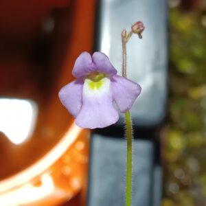 Genlisea exhibitionista Blüte