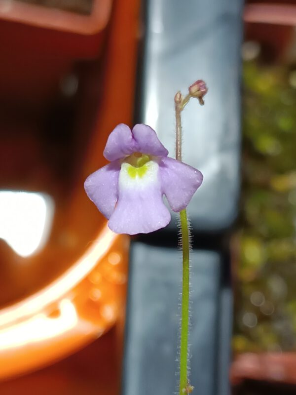 Genlisea exhibitionista Blüte