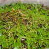 Utricularia reticulata Utricularia reticulata