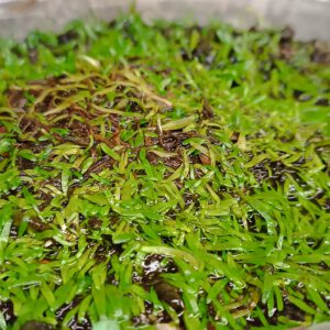 Utricularia reticulata