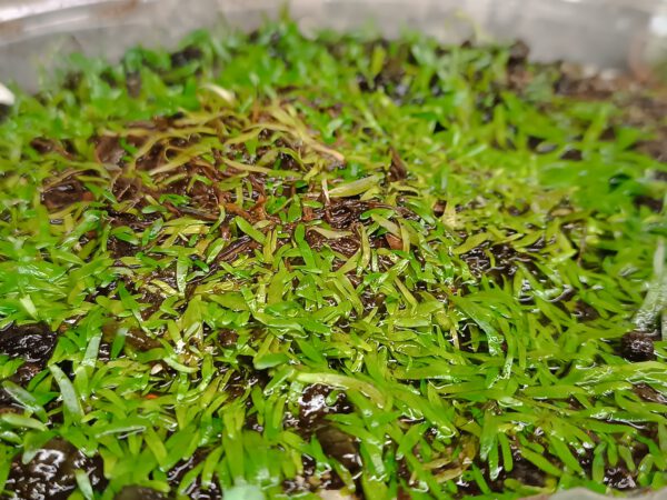 Utricularia reticulata Utricularia reticulata