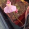 Utricularia rostrata Blüte mauve