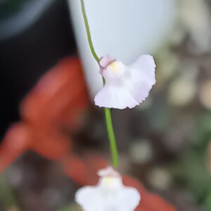 Utricularia rostrata Blüte weiß
