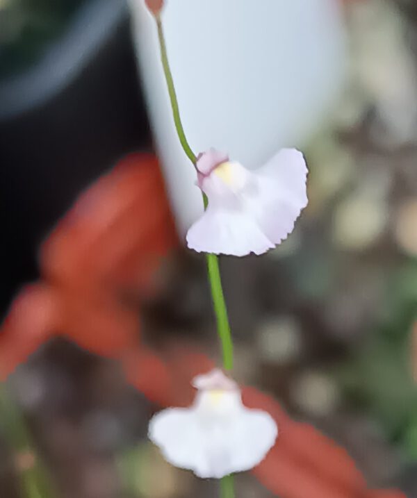 Utricularia rostrata Blüte weiß