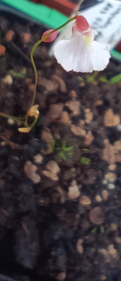Utricularia rostrata Blüte weiß