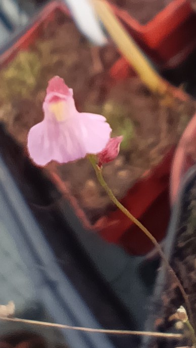 Utricularia rostrata Blüte mauve