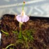 Utricularia rostrata Blüte pink