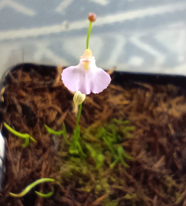 Utricularia rostrata Blüte pink