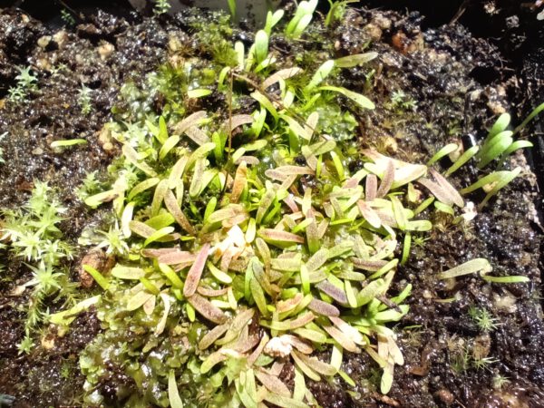 Utricularia bisquamata small flower