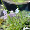 Utricularia microcalyx