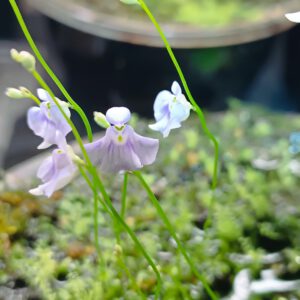 Utricularia microcalyx