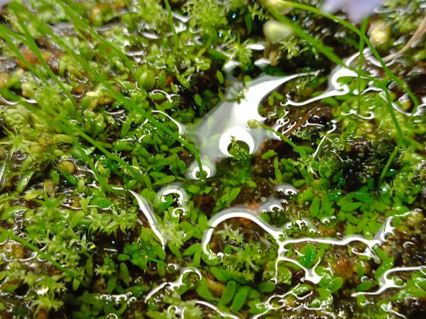 Utricularia microcalyx