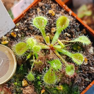Drosera collinsiae