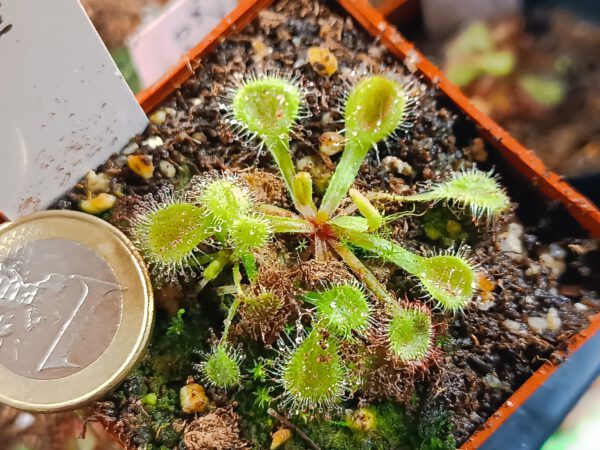 Drosera collinsiae