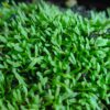 utricularia welwitschii Utricularia welwitschii