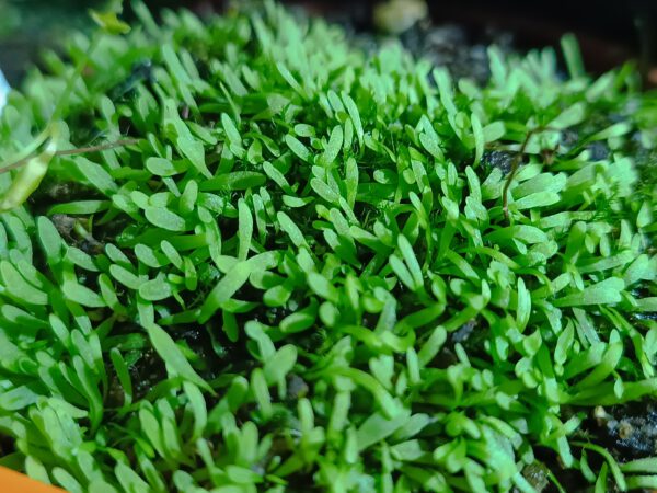 utricularia welwitschii Utricularia welwitschii
