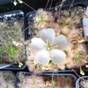 Drosera helodes