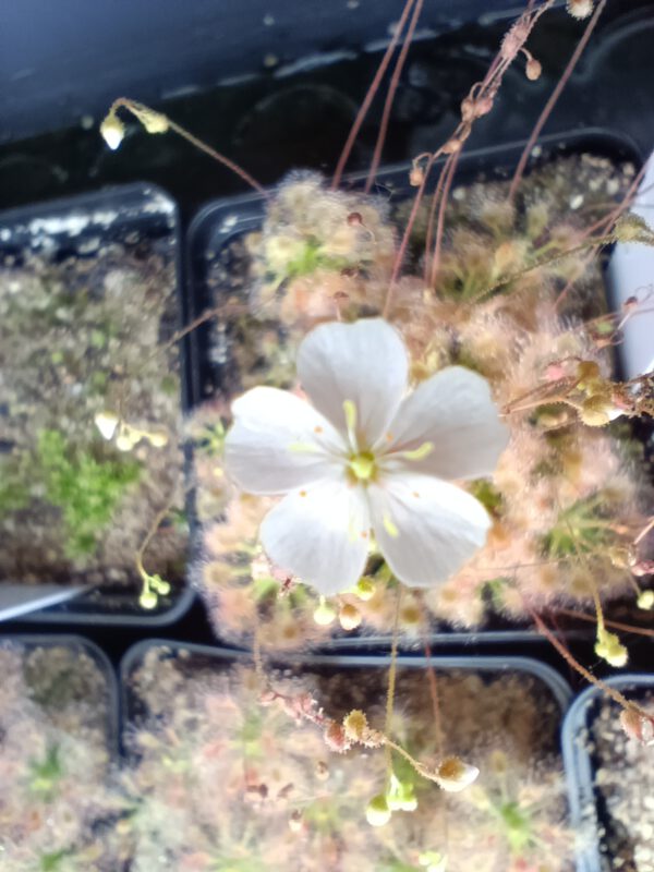 Drosera helodes