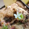 Drosera roseana Blüte
