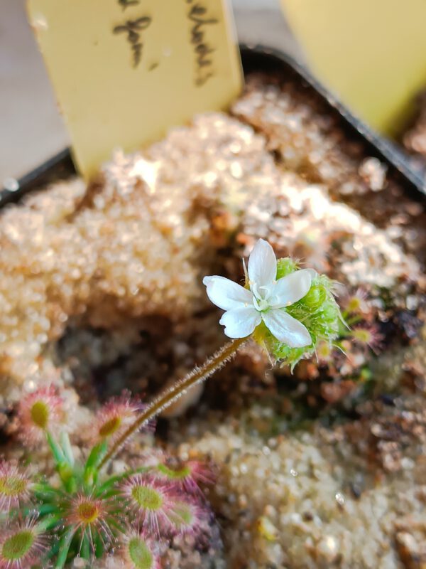 Drosera roseana Blüte