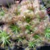 Drosera helodes