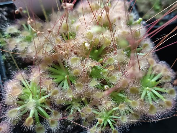 Drosera helodes