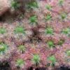Drosera roseana
