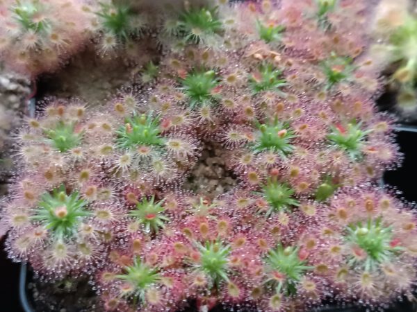 Drosera roseana