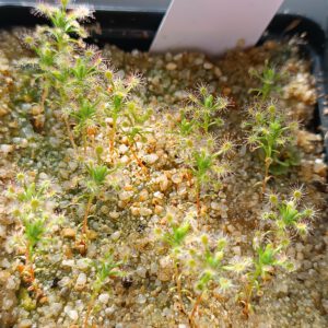 Drosera androsacea