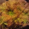 Drosera helodes