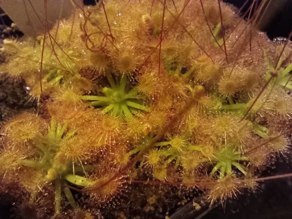 Drosera helodes
