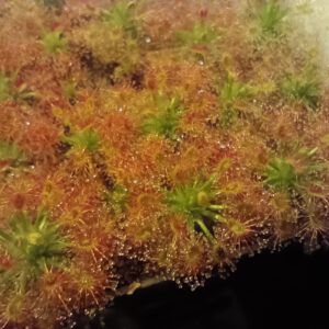 Drosera roseana