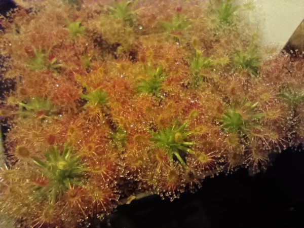 Drosera roseana