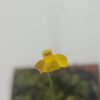 Utricularia aureomaculata Blüte Utricularia aureomaculata Blüte