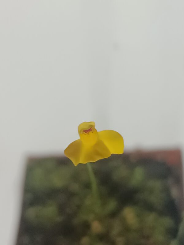 Utricularia aureomaculata Blüte Utricularia aureomaculata Blüte