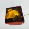 Utricularia aureomaculata Blüte Utricularia aureomaculata Blüte