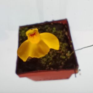 Utricularia aureomaculata Blüte