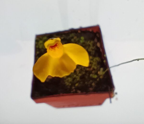 Utricularia aureomaculata Blüte Utricularia aureomaculata Blüte