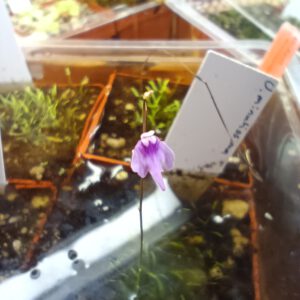 Utricularia minutissima Blüte
