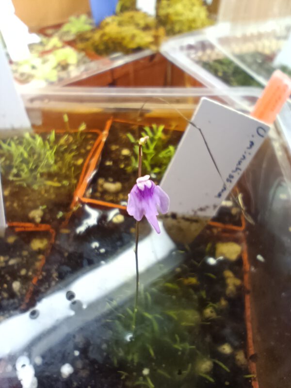 Utricularia minutissima Blüte