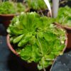 Stylidium debile Stylidium debile