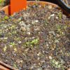 Utricularia blanchetii