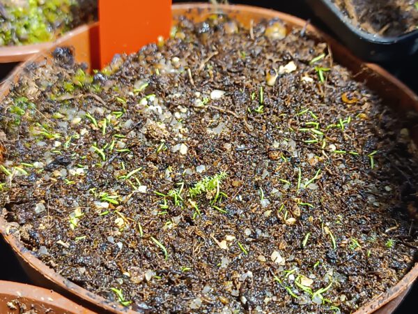 Utricularia blanchetii