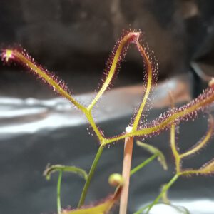 Drosera binata var. dichotoma 'Giant'