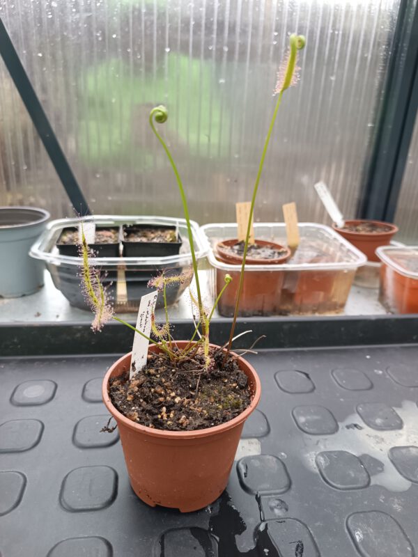 D. binata dichotoma GIANT