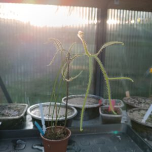 Drosera binata var. dichotoma 'Giant' Größe L