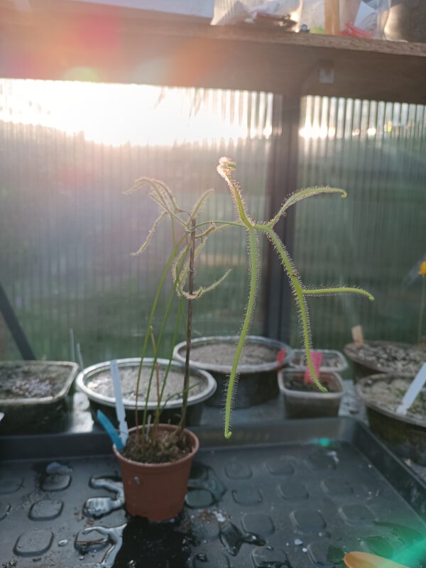 Drosera binata var. dichotoma 'Giant' Größe L