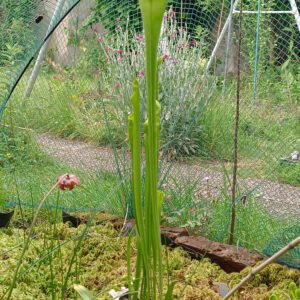 Sarracenia flava var maxima all green