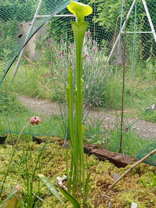 Sarracenia flava var maxima all green